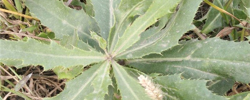 刺儿菜的养殖办法和留意事项