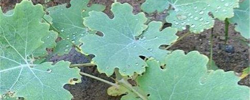 博落回的养殖办法和留意事项