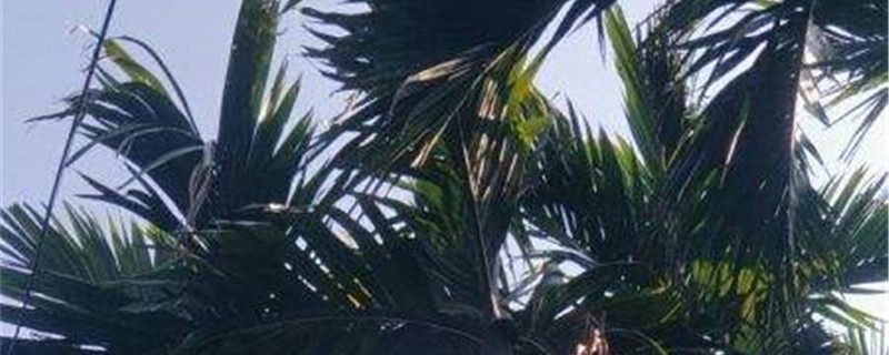 槟榔树的养殖办法和留意事项