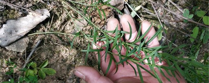 百蕊草的养殖办法和留意事项