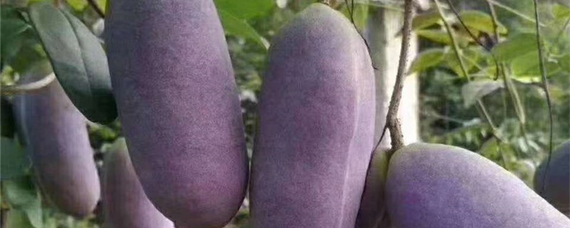 八月瓜的养殖办法和留意事项