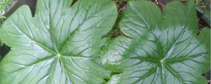 八角莲的养殖办法和留意事项