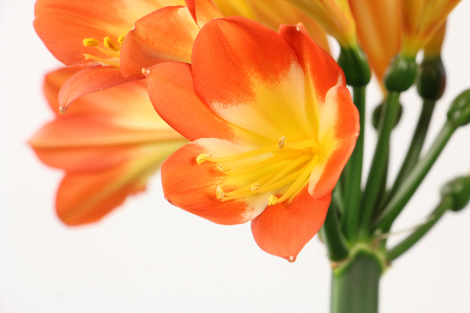 君子兰一般几月开花，能开多长时间