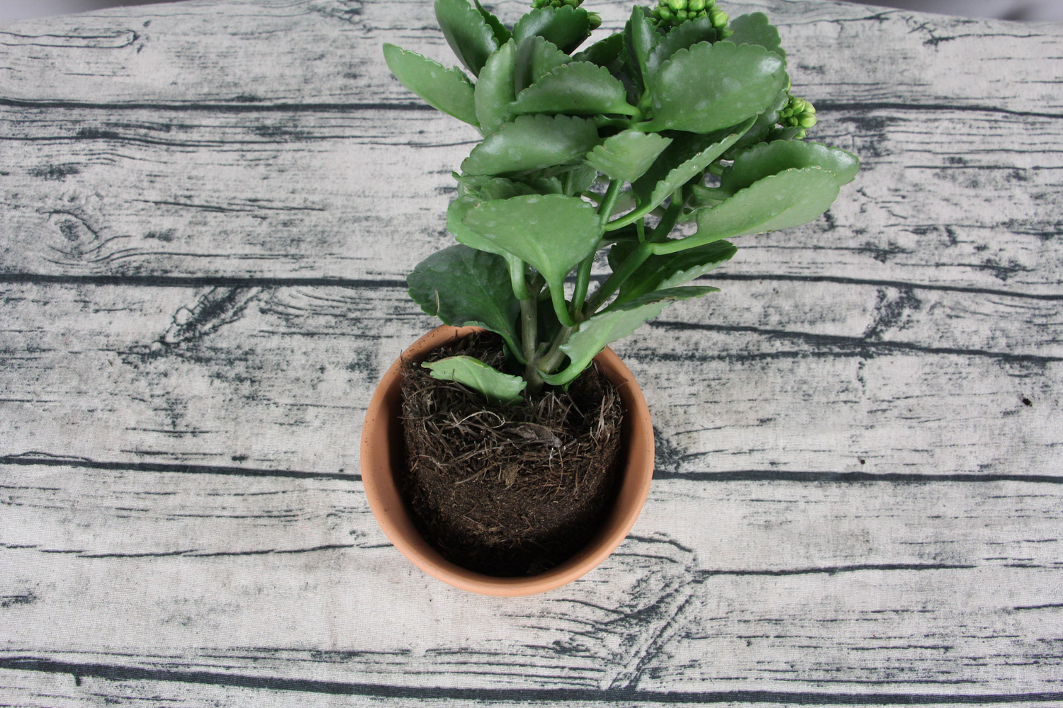 长寿花是什么样子的，是酸性还是碱性