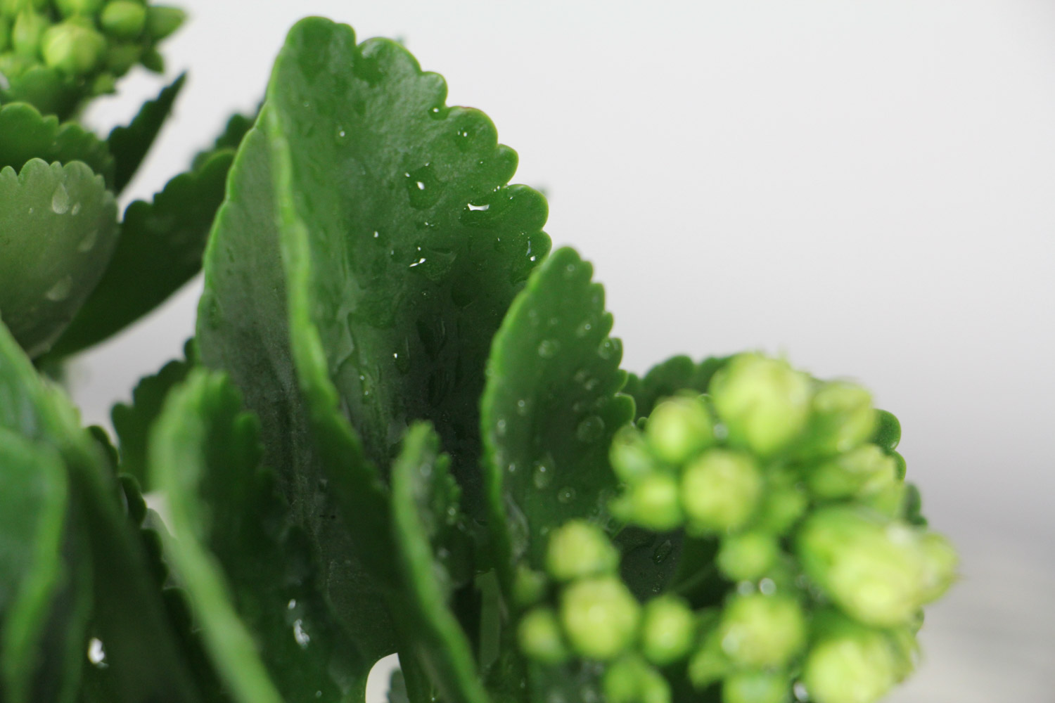 长寿花是什么科的植物，长寿花的花期