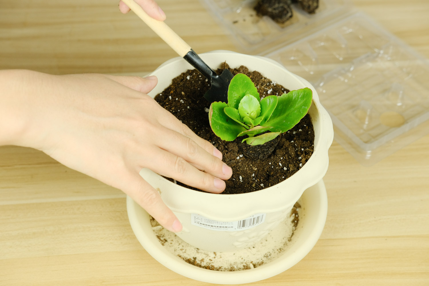 长寿花是多肉吗，如何对长寿花浇水