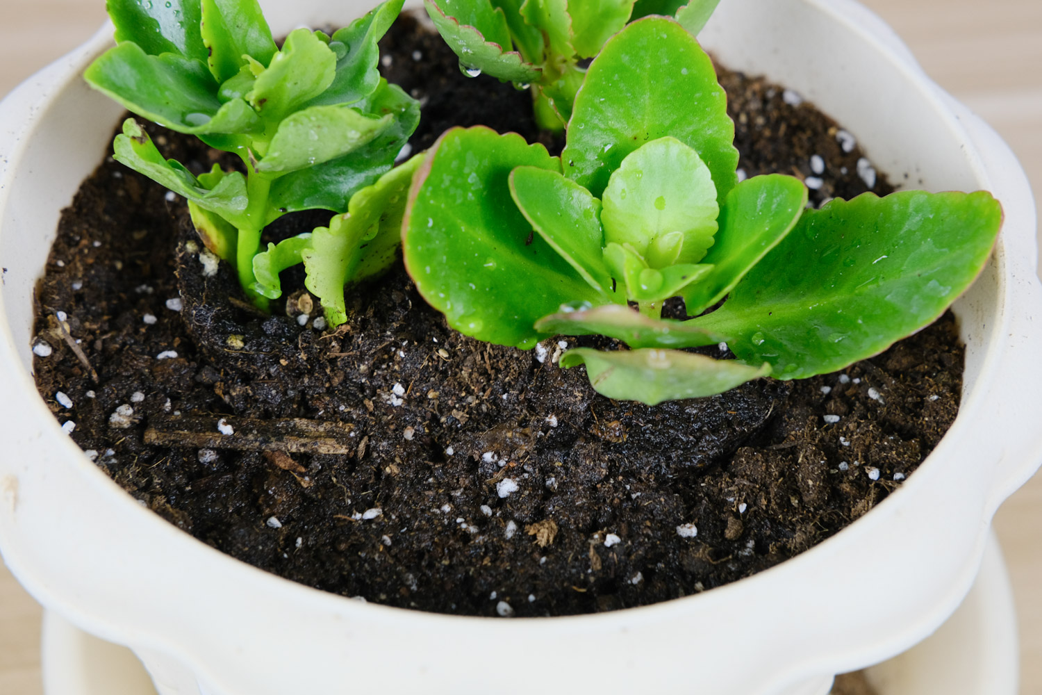 长寿花是多肉吗，如何对长寿花浇水