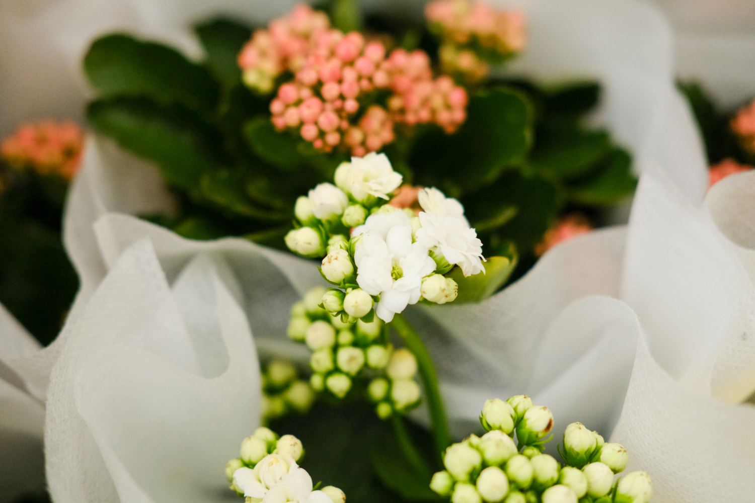 长寿花 长寿花是多年生植物吗,叶子上长白霜然后变干是如何回事