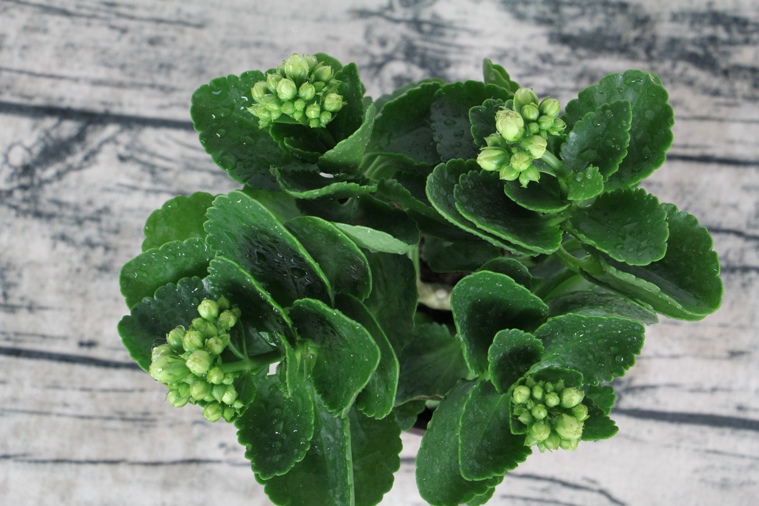 长寿花是草本还是木本，如何给长寿花施肥