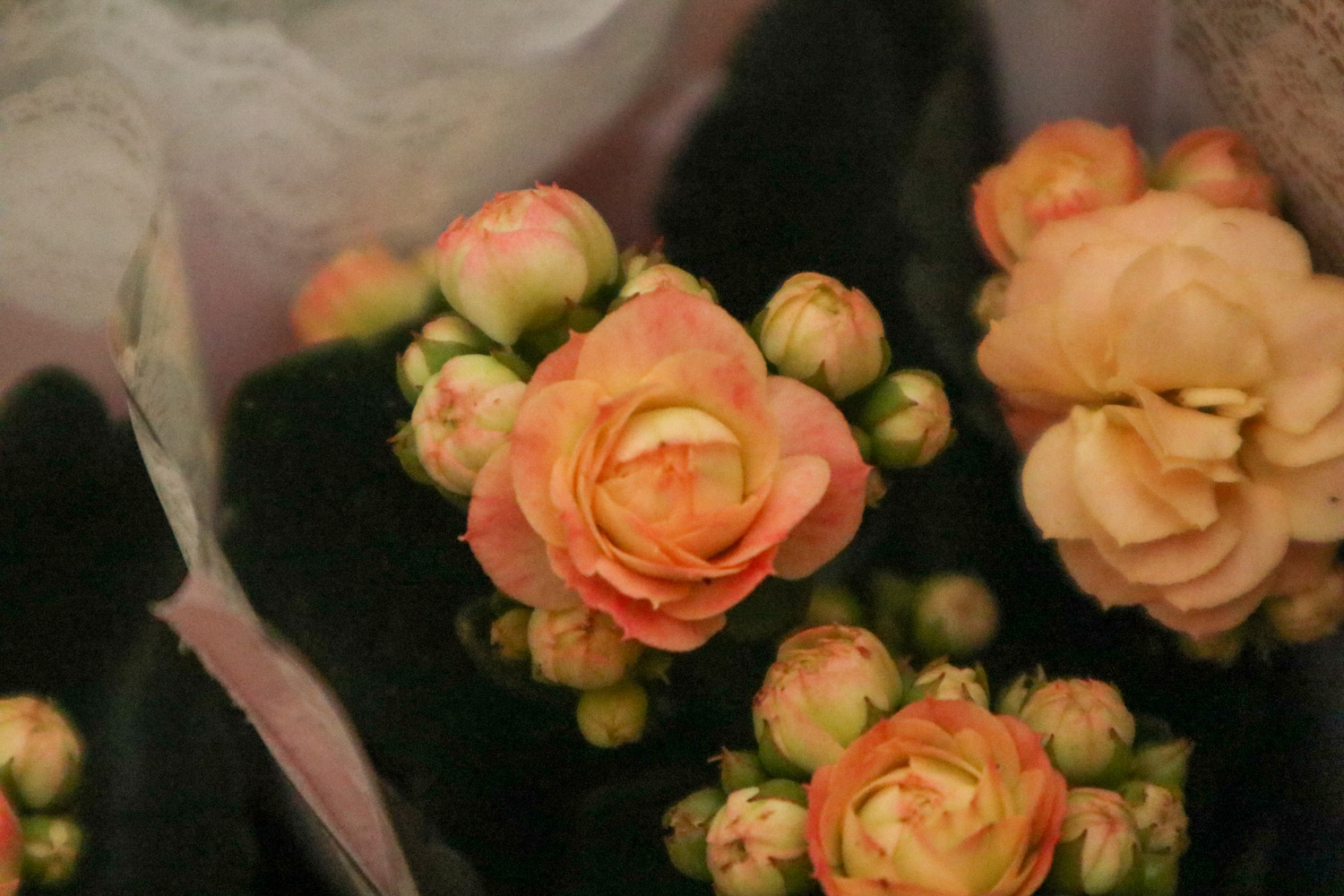 长寿花施肥时间，施肥后叶软发黄如何办