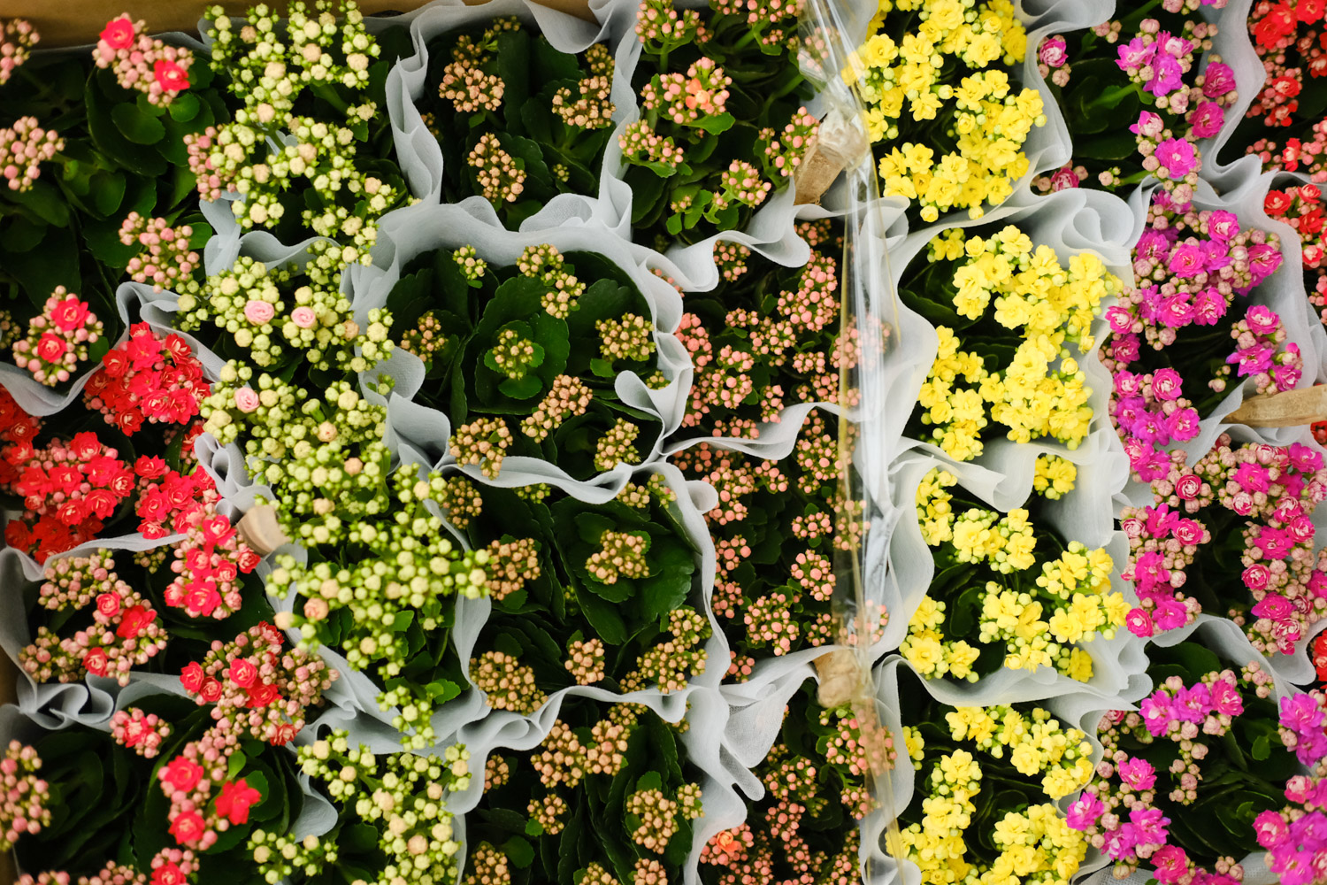 长寿花施肥时间，施肥后叶软发黄如何办