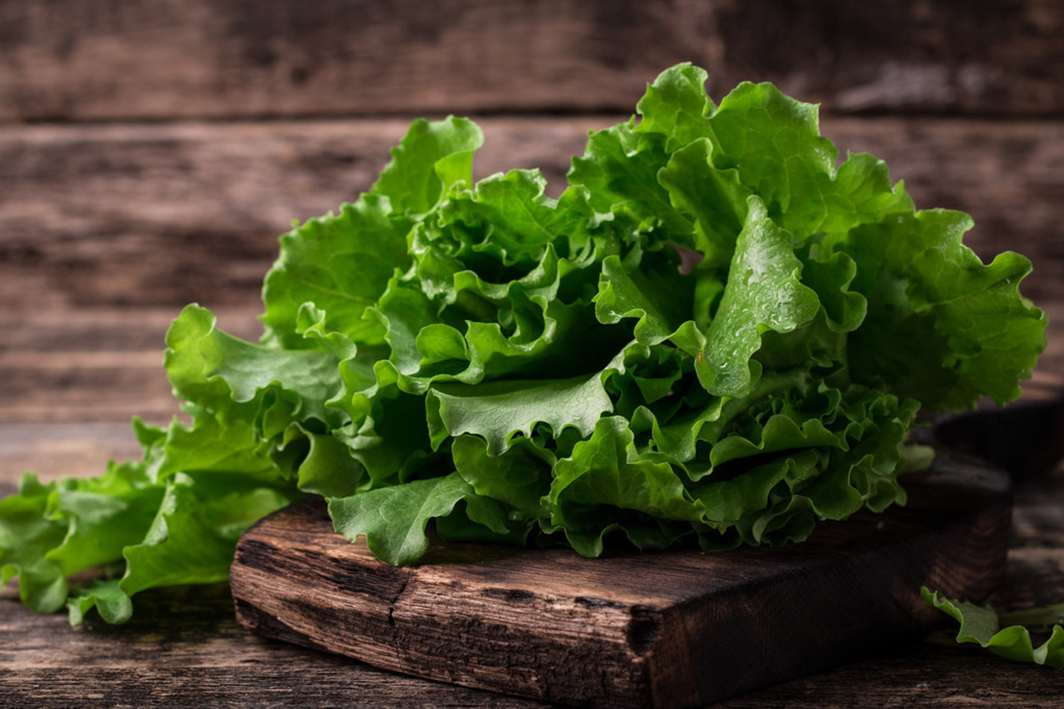 生菜是十字花科蔬菜吗，盆栽生菜多久可以采摘