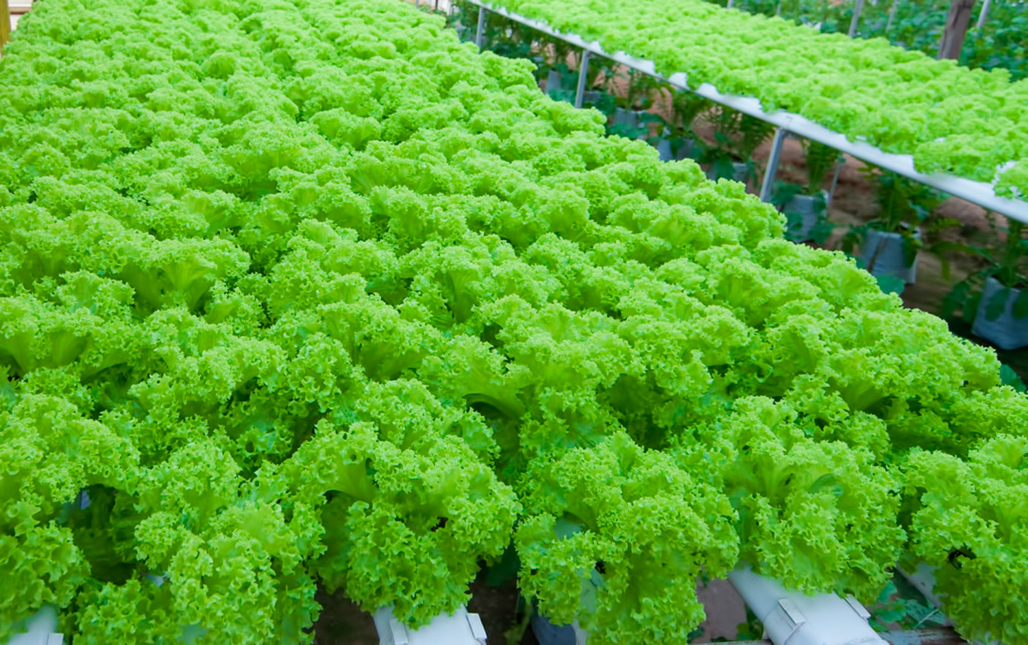 生菜是十字花科蔬菜吗，盆栽生菜多久可以采摘