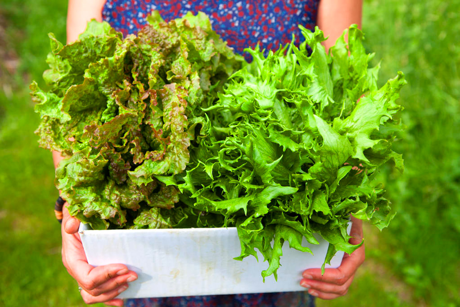 生菜是感光食物吗，如何清洗