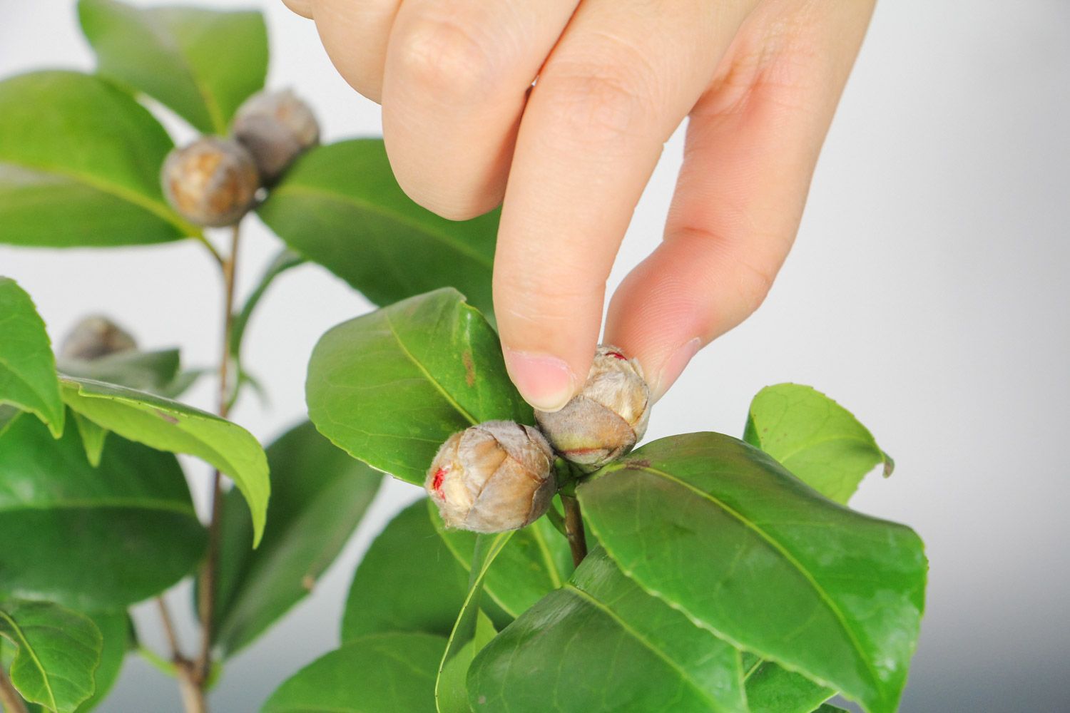 山茶花是什么季节开的，山茶花是哪个市市花