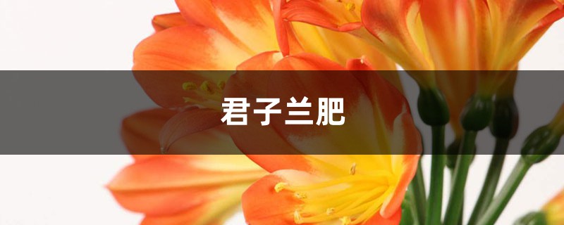 君子兰用什么肥料，如何配制