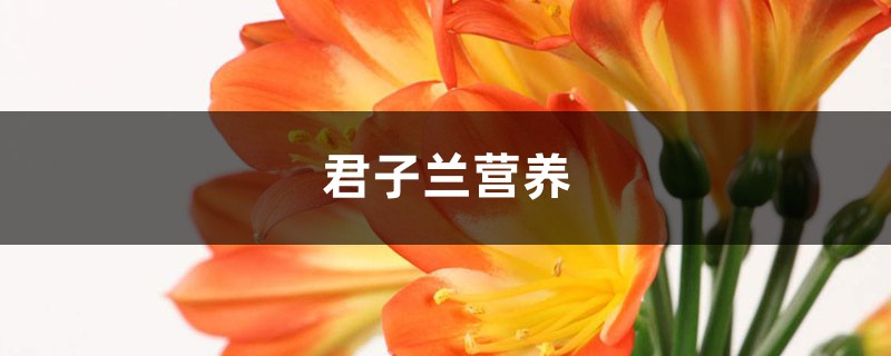 君子兰用什么营养土，如何配制