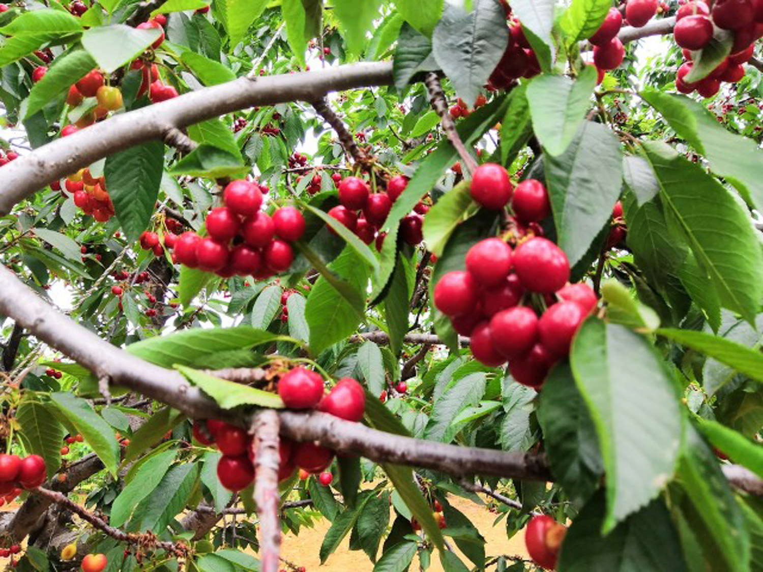 樱桃的种类介绍，樱桃的图片