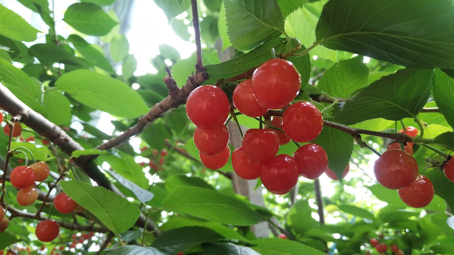 樱桃的种类介绍，樱桃的图片