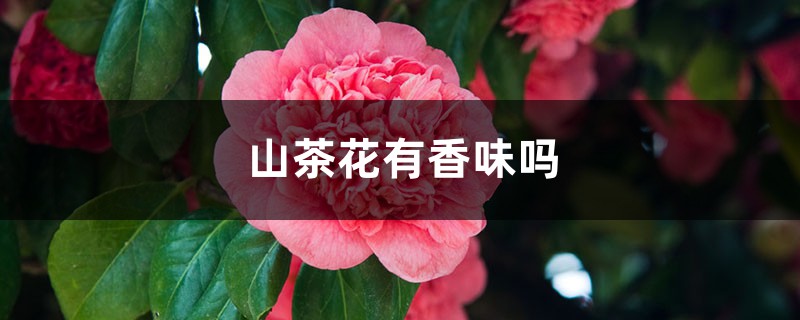 山茶花有香味吗，山茶花有什么特点