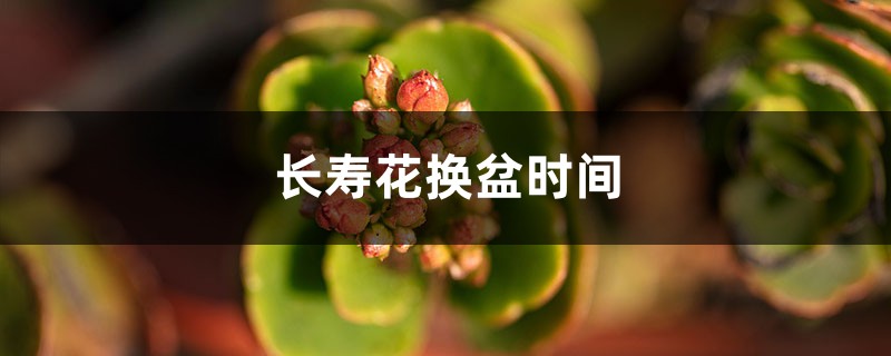 长寿花换盆时间，换盆后叶子发软如何办