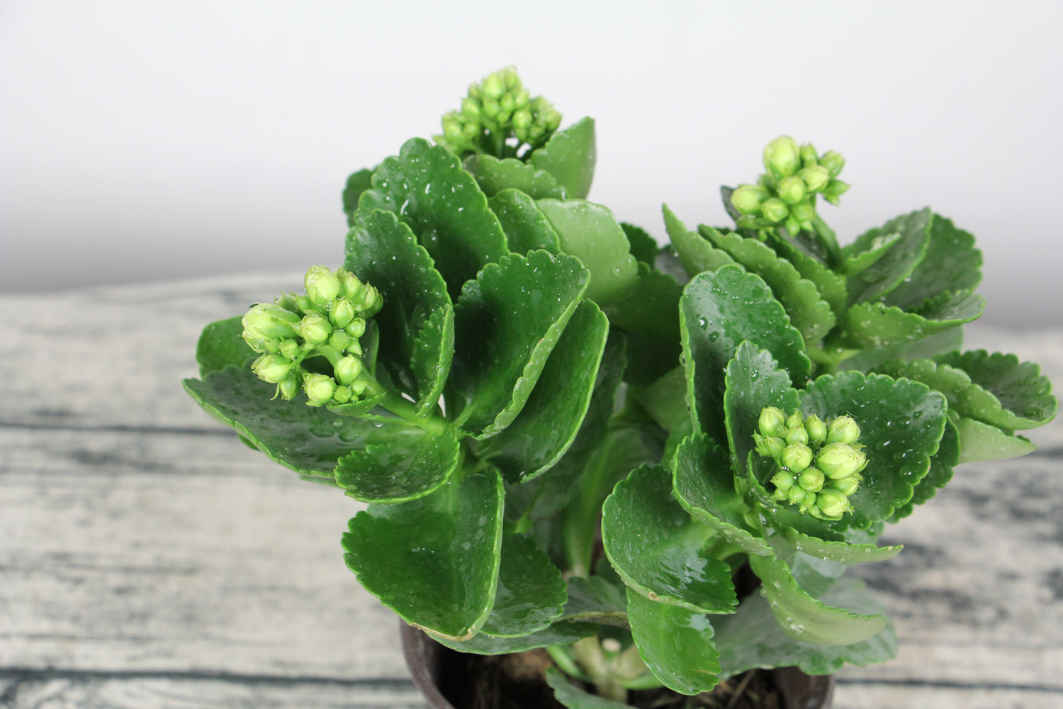 长寿花 长寿花换盆时间,换盆后叶子发软如何办