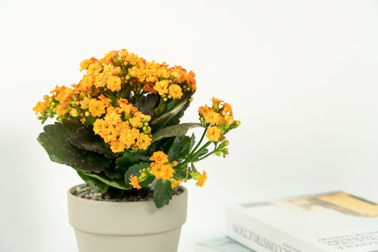 长寿花 长寿花冬季会开花吗,冬季如何养才开花