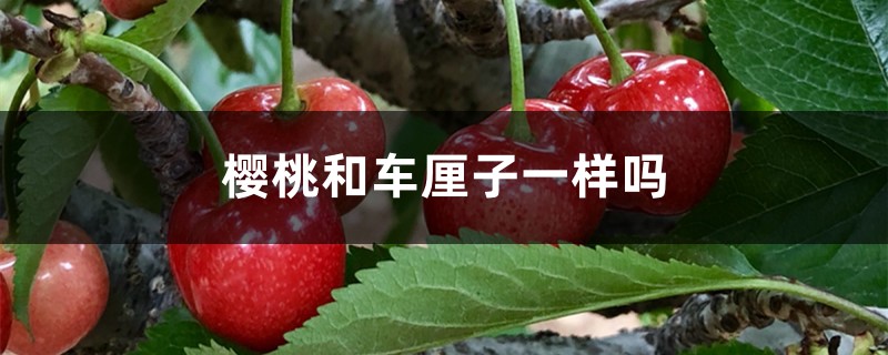 樱桃和车厘子一样吗，有什么区别
