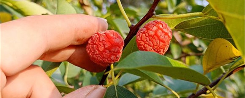 柘树的养殖办法和留意事项