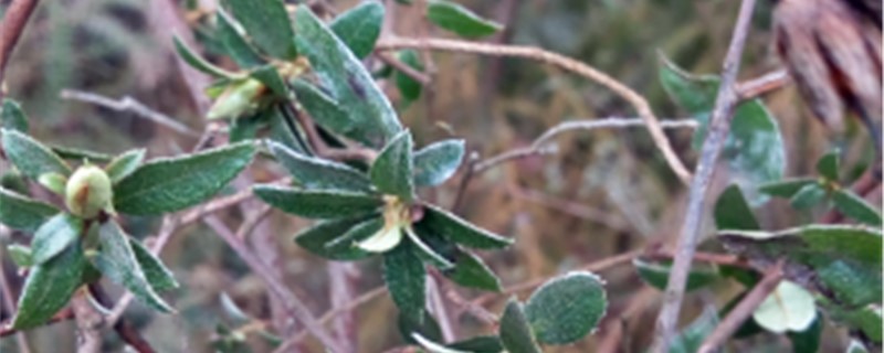 云南重楼的养殖办法和留意事项