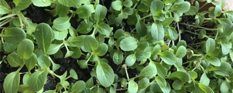 小青菜的养殖办法和留意事项
