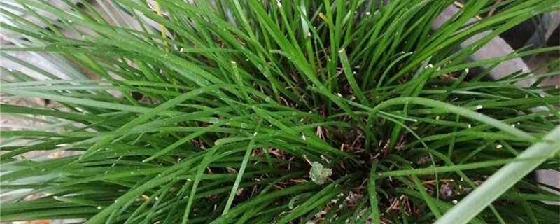 金线蒲的养殖办法和留意事项