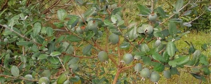 菲油果的养殖办法和留意事项