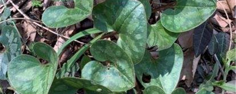 杜衡的养殖办法和留意事项