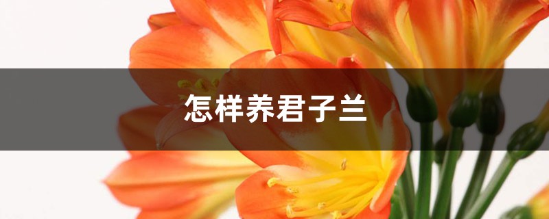 如何养君子兰，养殖办法和留意事项介绍