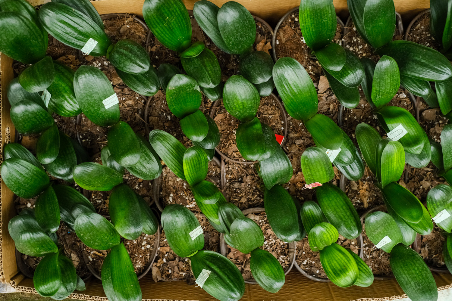 如何养君子兰，养殖办法和留意事项介绍