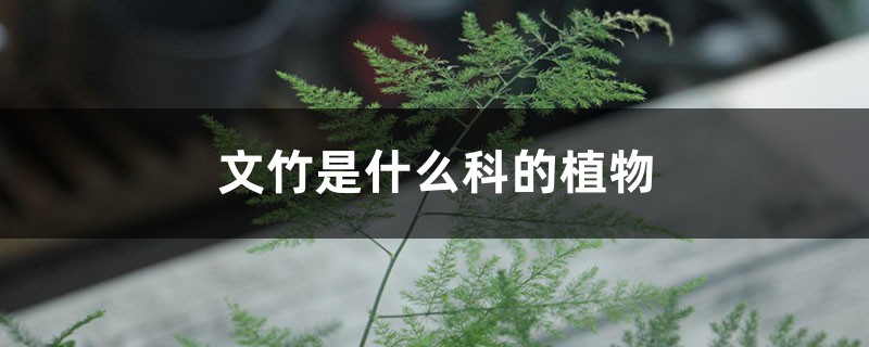 文竹是什么科的植物，是酸性还是碱性土壤