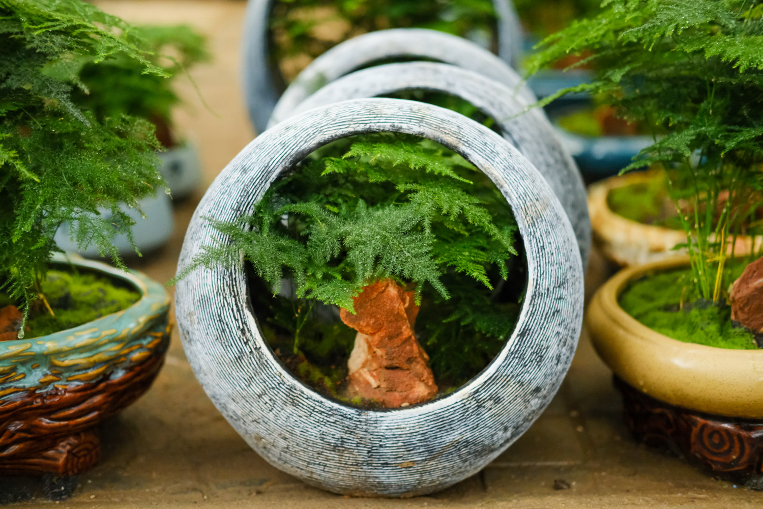 文竹是什么科的植物，是酸性还是碱性土壤