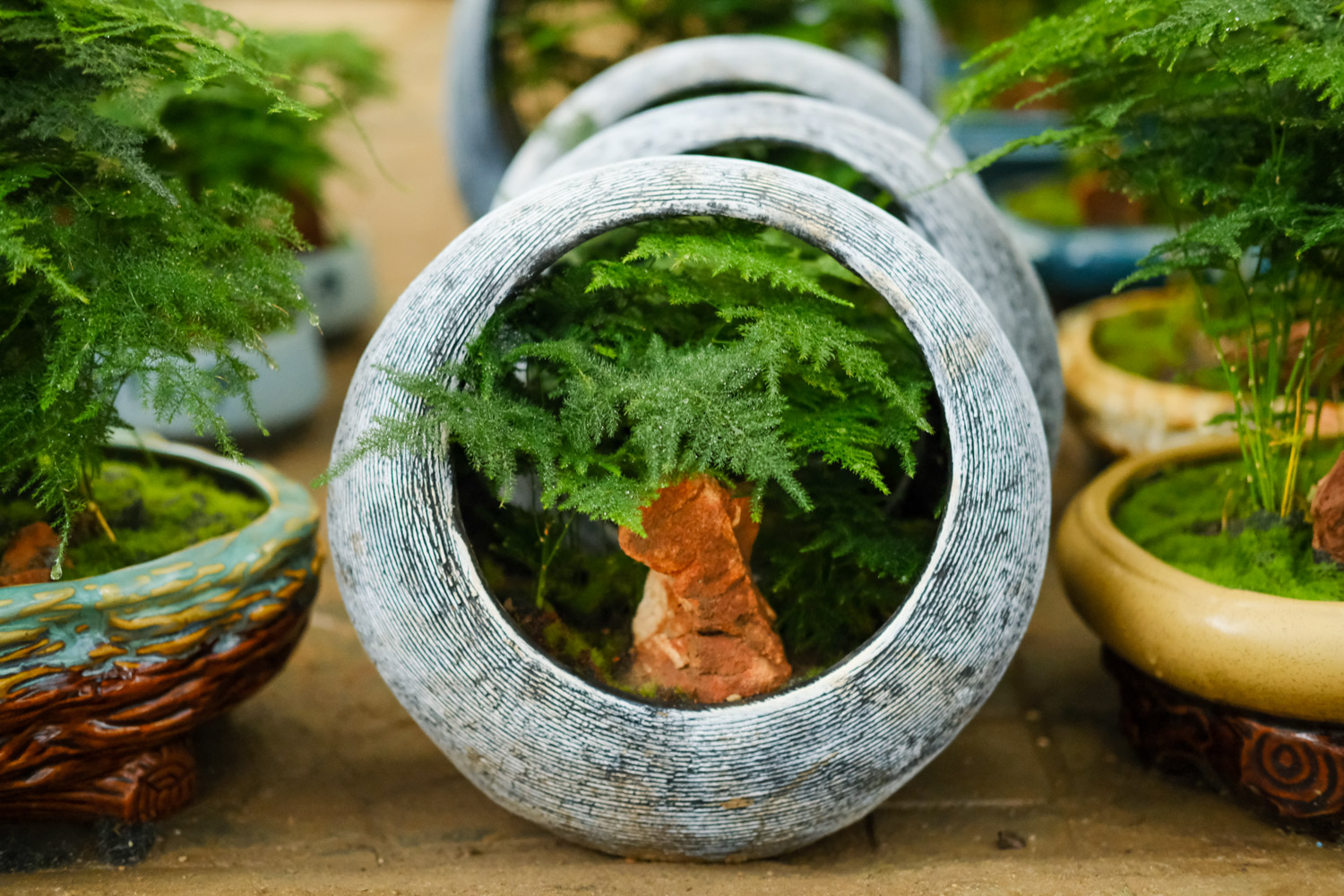 文竹是什么科的植物，是酸性还是碱性土壤