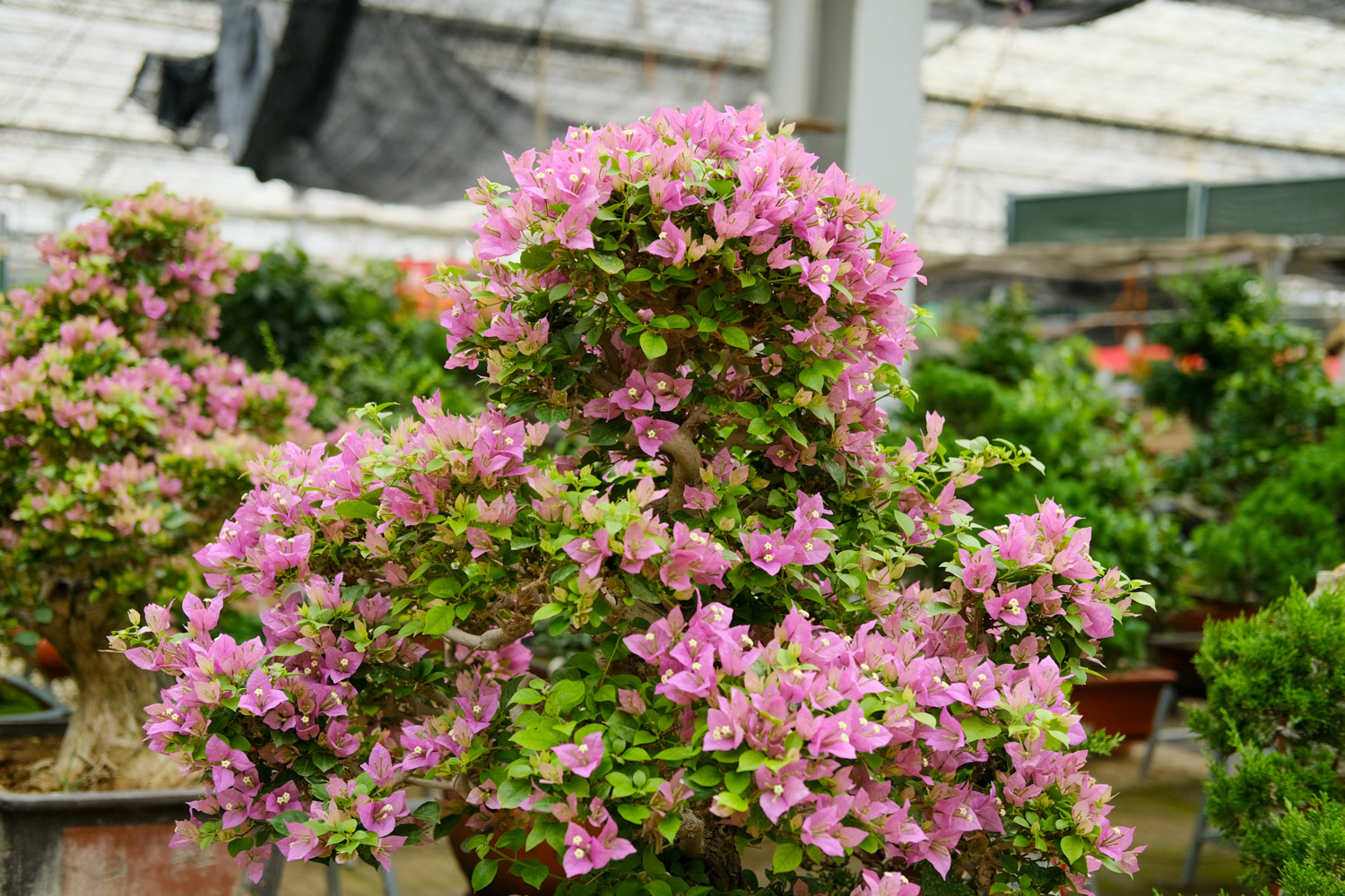 三角梅 三角梅养在家里好不好,养殖温度