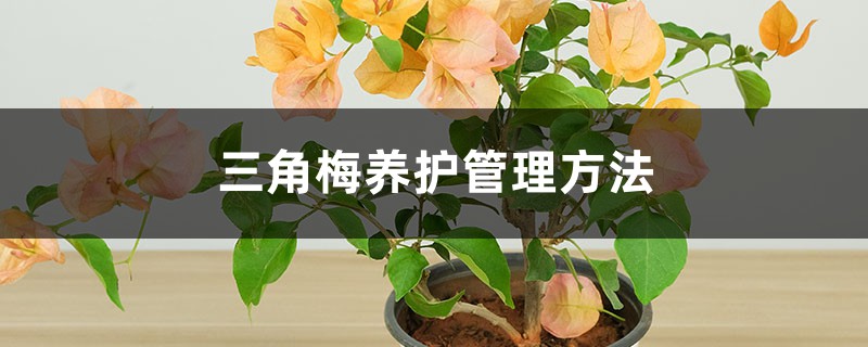 三角梅养护管理办法，开花几天就掉为何