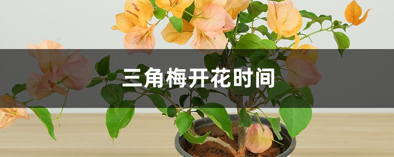 三角梅开花时间，开花后如何养护