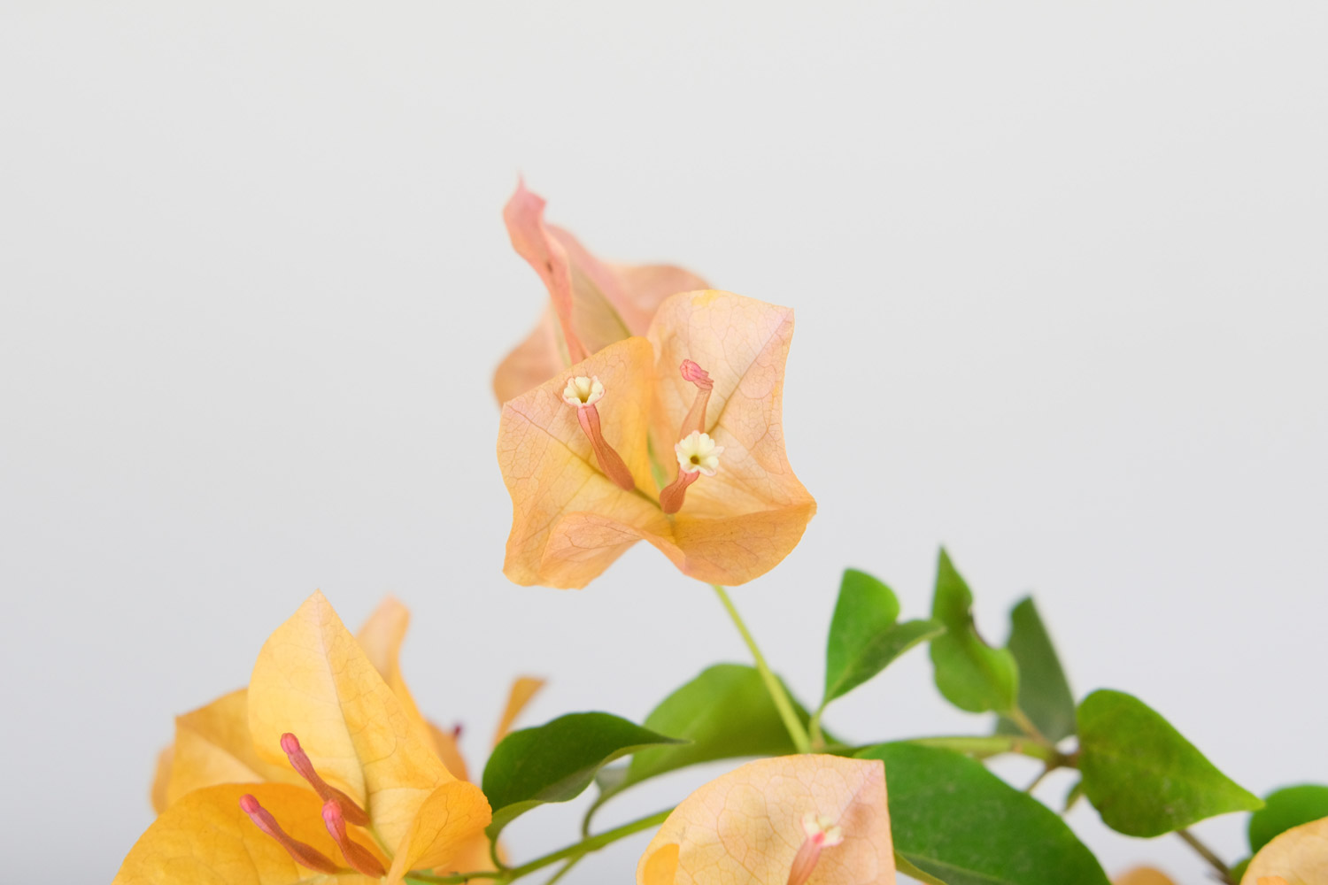 三角梅 三角梅开花时间,开花后如何养护