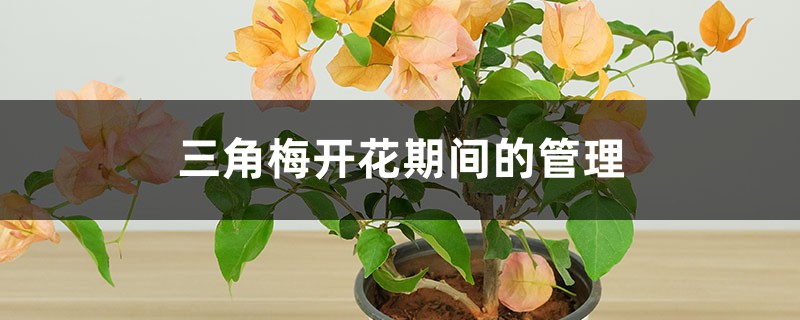 三角梅开花期间的管理，开花颜色浅是如何回事