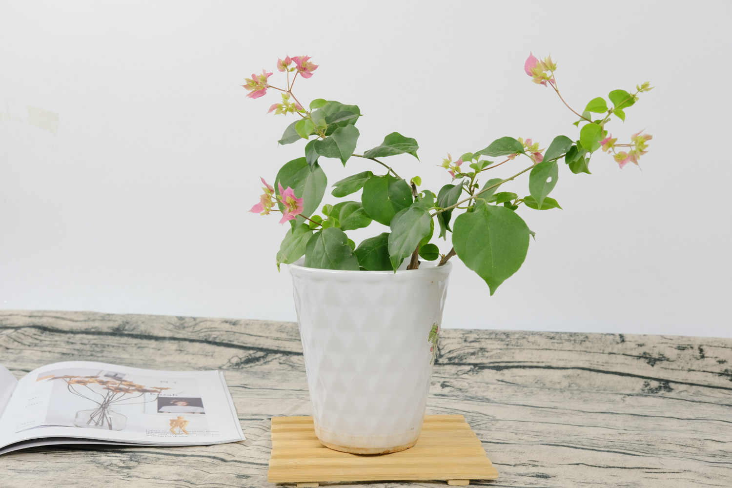 三角梅 三角梅换盆后的养护办法和留意事项,换盆后掉叶子如何办