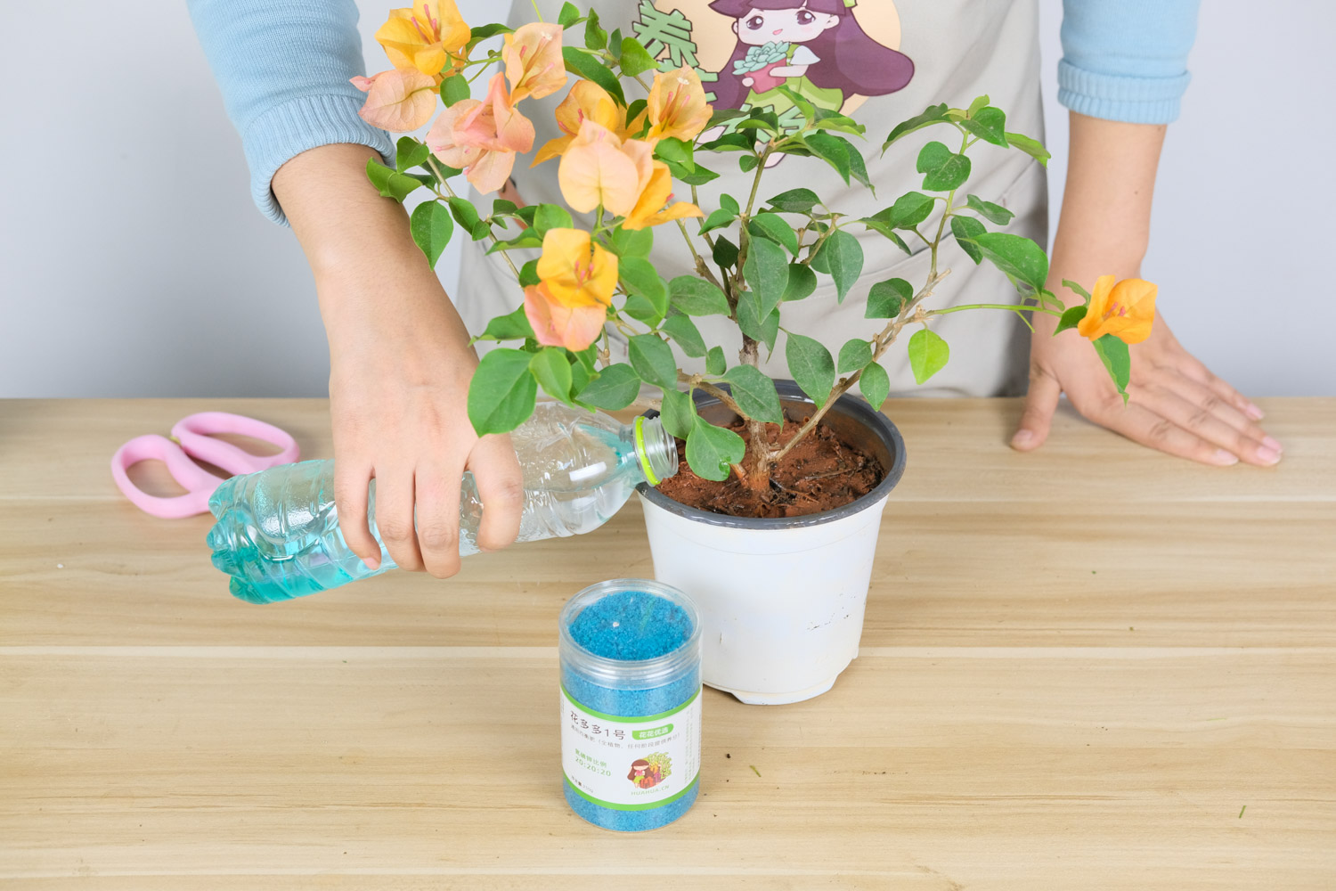 三角梅 三角梅换盆后的养护办法和留意事项,换盆后掉叶子如何办