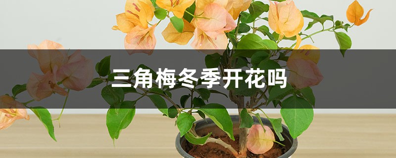 三角梅冬季开花吗，开花后如何管理