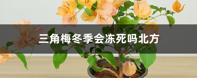 三角梅冬季会冻死吗北方，冬季养护办法