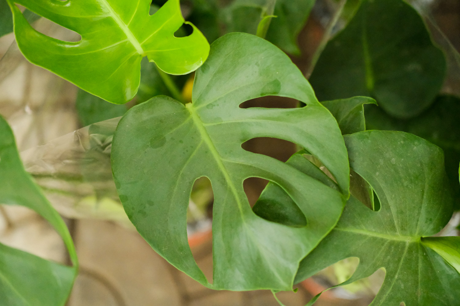 龟背竹 龟背竹繁殖有哪些方式,家中可以繁殖吗