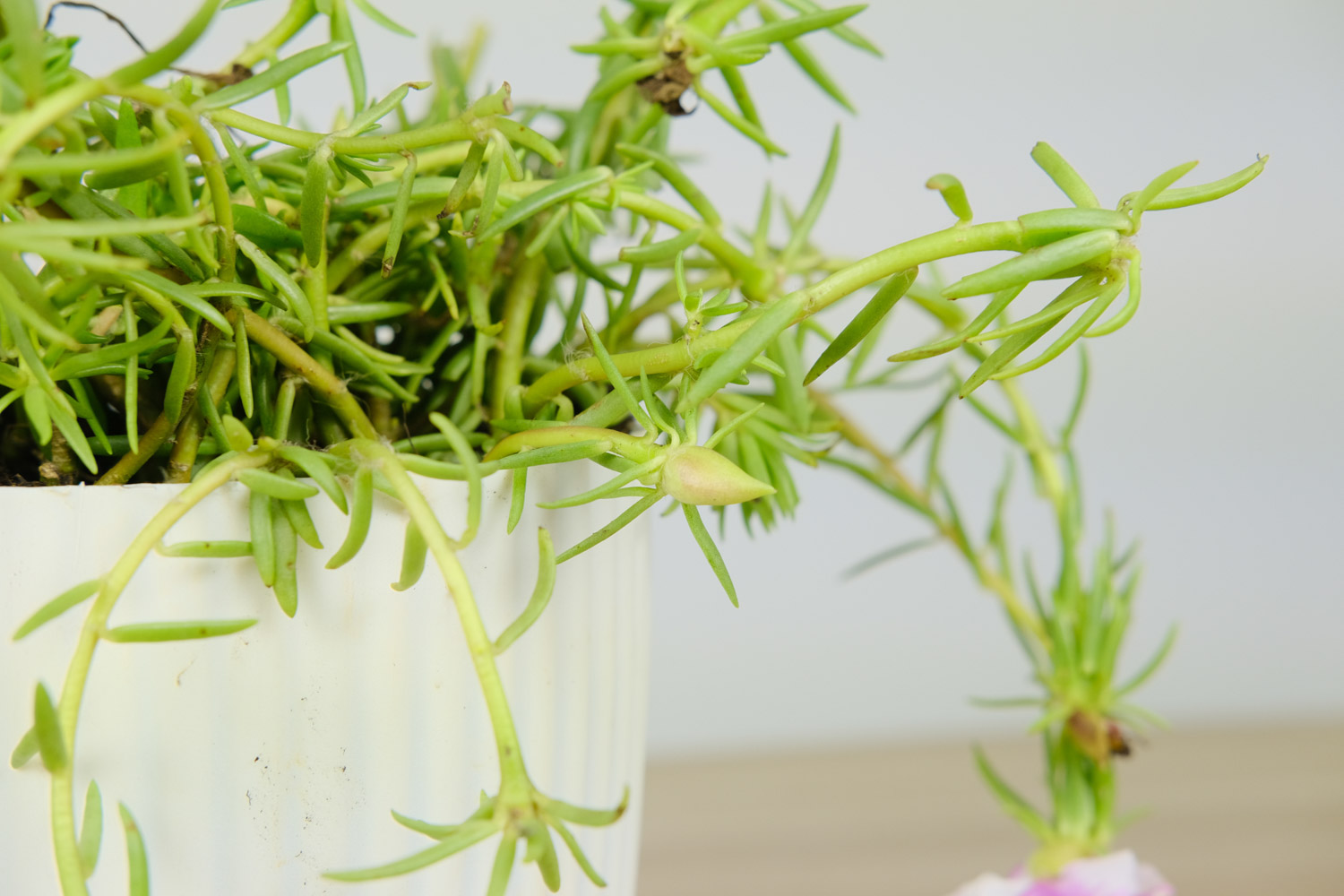 太阳花 太阳花有什么特点,太阳花有什么颜色